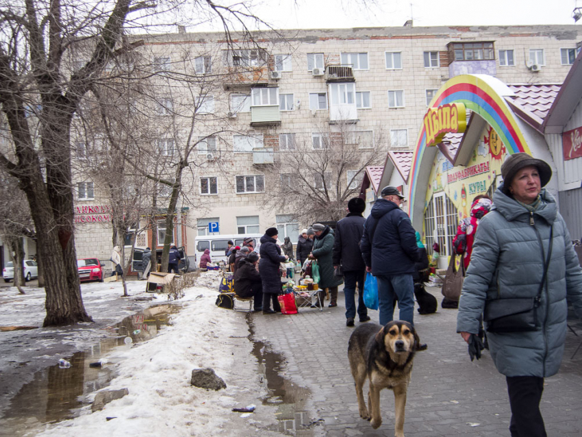 За рану, полученную от укуса бродячей собаки, суд взыскал с администрации Камышина 20 тысяч  в пользу пострадавшего - оспорить решение чиновникам не удалось