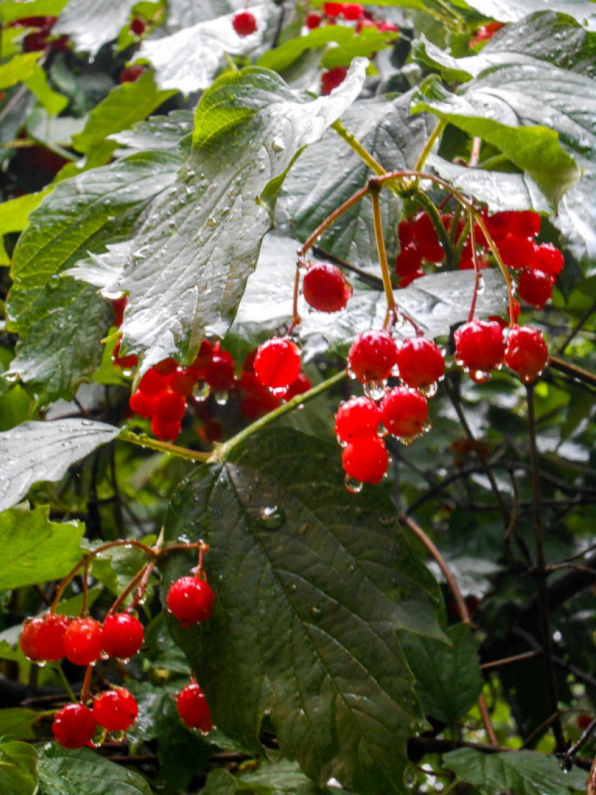 Слабый дождь и прохладу прогнозируют синоптики в Камышине сегодня, 12 сентября