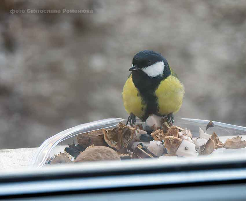 Мороз смягчится в выходные в Камышине на фоне ветра южных направлений, атмосферное давление высокое