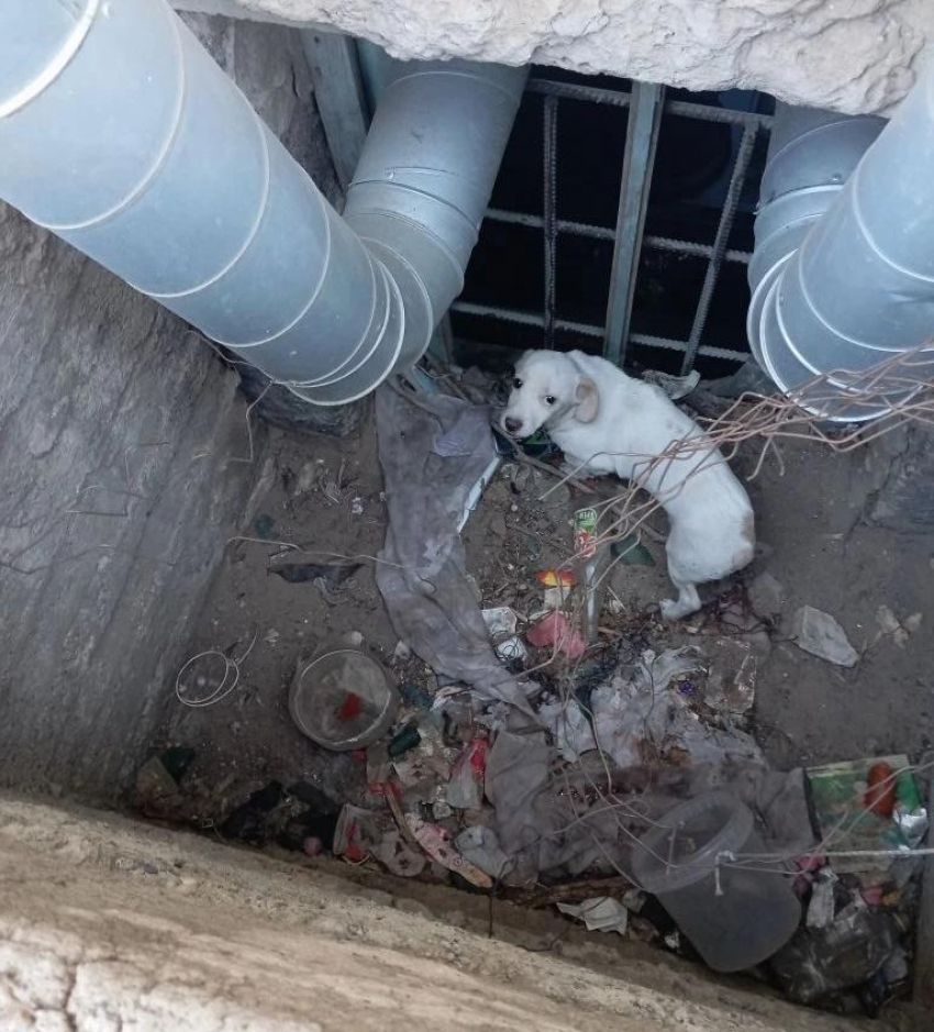 В Камышине в соцсетях бросили клич о песике в «плену", и собаку спасли