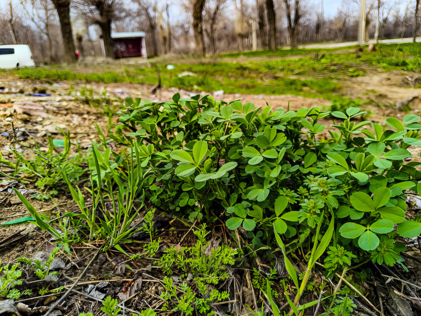 В Камышине ночью 6 апреля едва не дошло до заморозков, такое пришло похолодание!