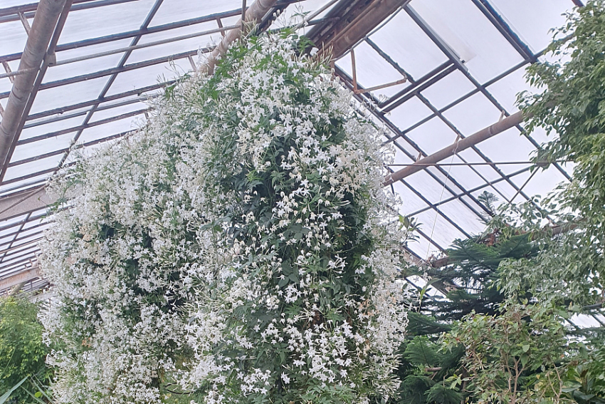 Жасминовый каскад среди зимы: оранжереи Волгоградского регионального ботанического сада наполнил упоительный аромат
