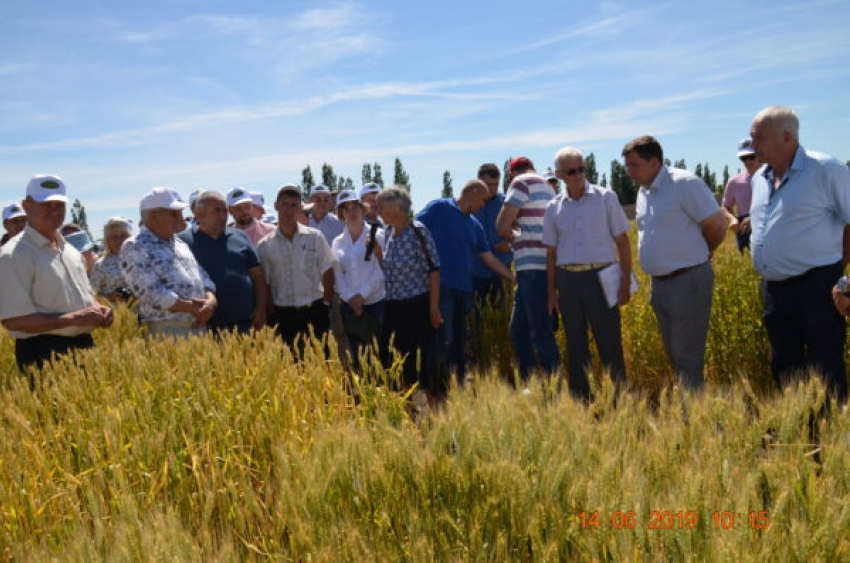 Аграрии собрались на семинар в полях Камышинского района, чтобы обсудить, на какую пшеницу делать ставки