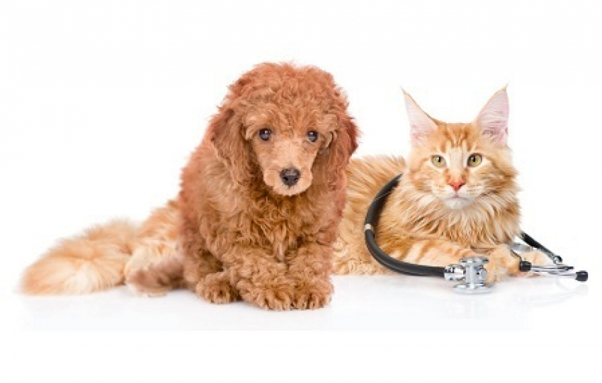 Petstory.ru: полный спектр ветеринарных услуг для вашего любимца