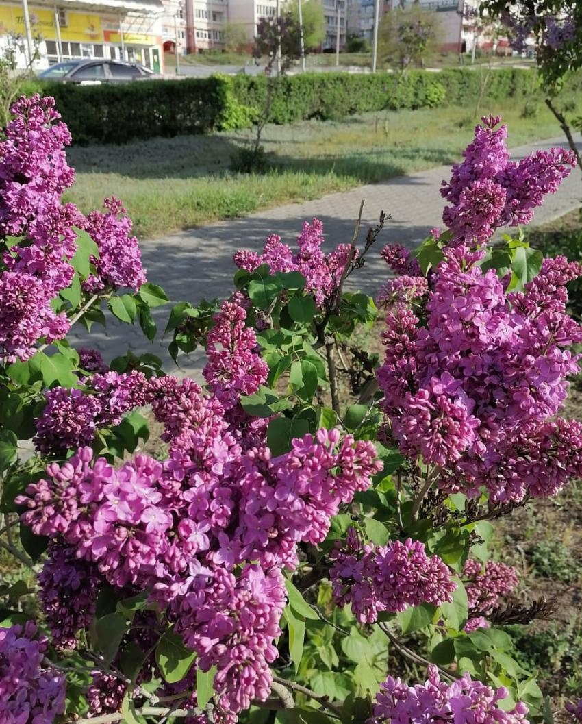 Камышан за сорванный в парках или на улицах города букет сирени могут посадить на 15 суток