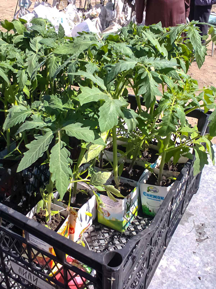 В Камышине взрослая рассада помидоров продается по баснословной цене