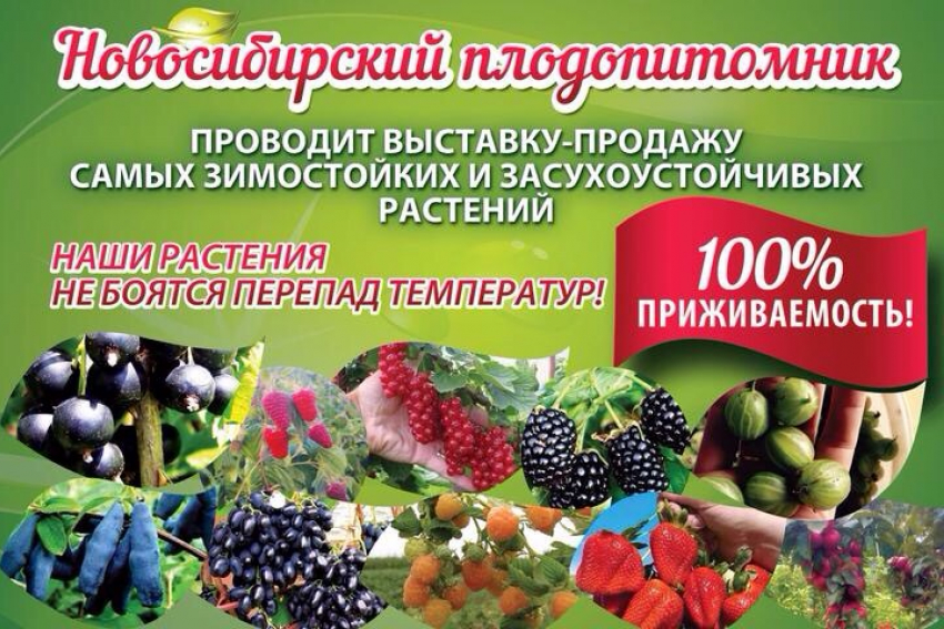 Бабяковский плодопитомник каталог цены