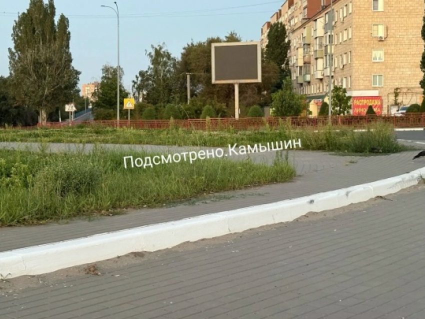 Камышане предположили, что сорную траву, которой зарос город, уберут к Арбузному фестивалю
