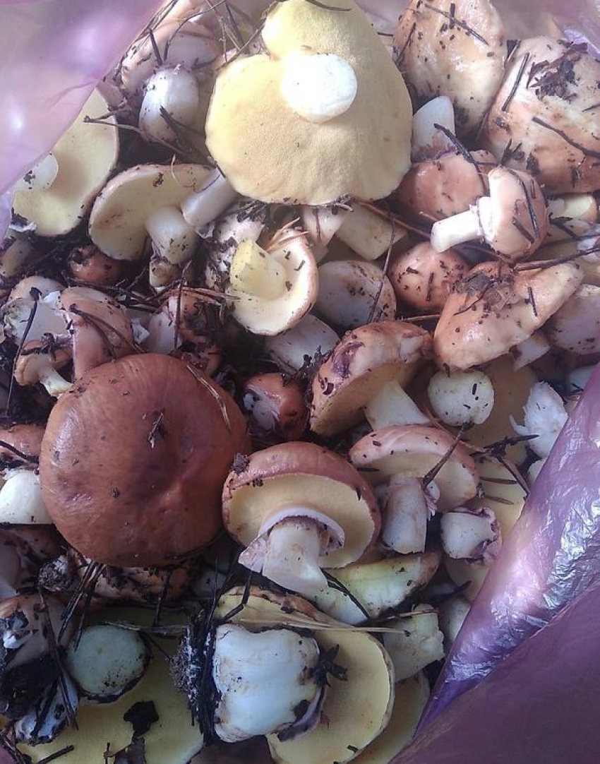 Камышинские грибники начали продажу через соцсети свежих маслят