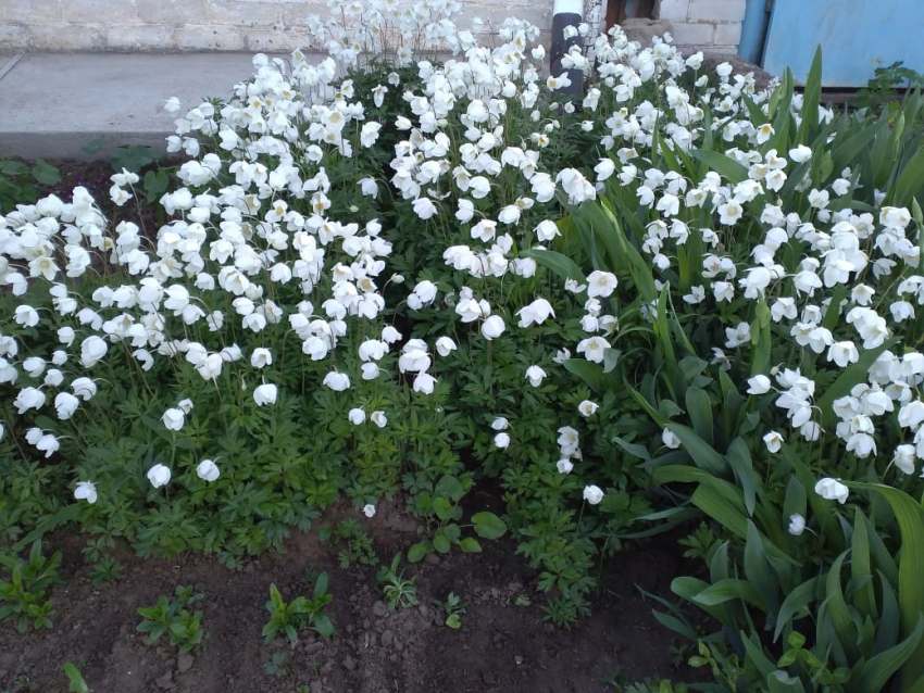 В воскресенье в Камышине будет немного больше солнца и тепла, но и дождь рядом