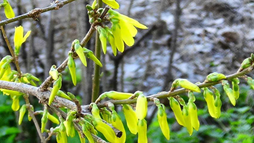 В Камышине первой среди декоративных кустарников расцвела «жаркая» форзиция