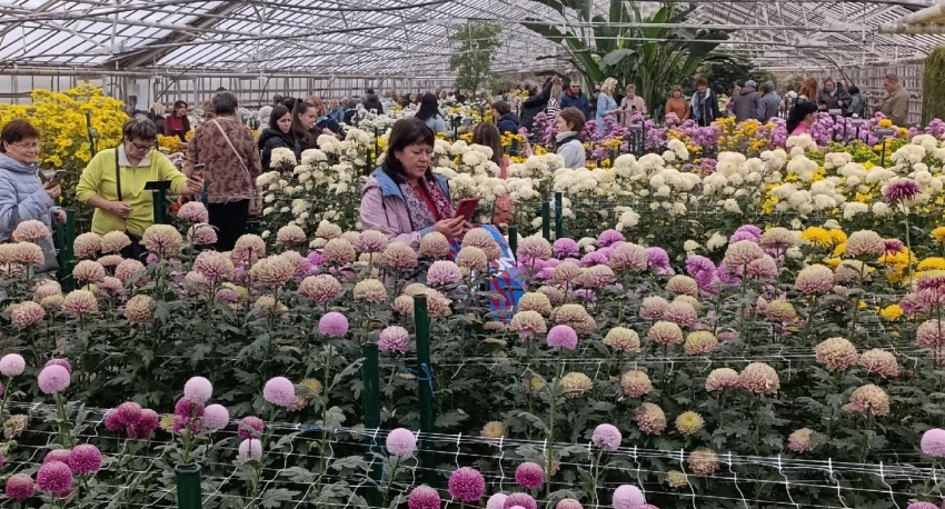 Камышан приглашают на «Бал хризантем» в Волжском