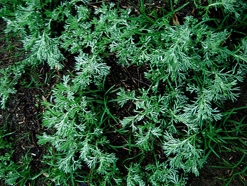 Главу Котово прокуратура оштрафовала за запущенный парк