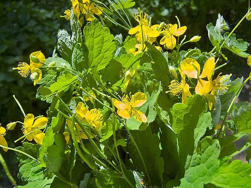 Камышин вновь «облюбовали» дожди