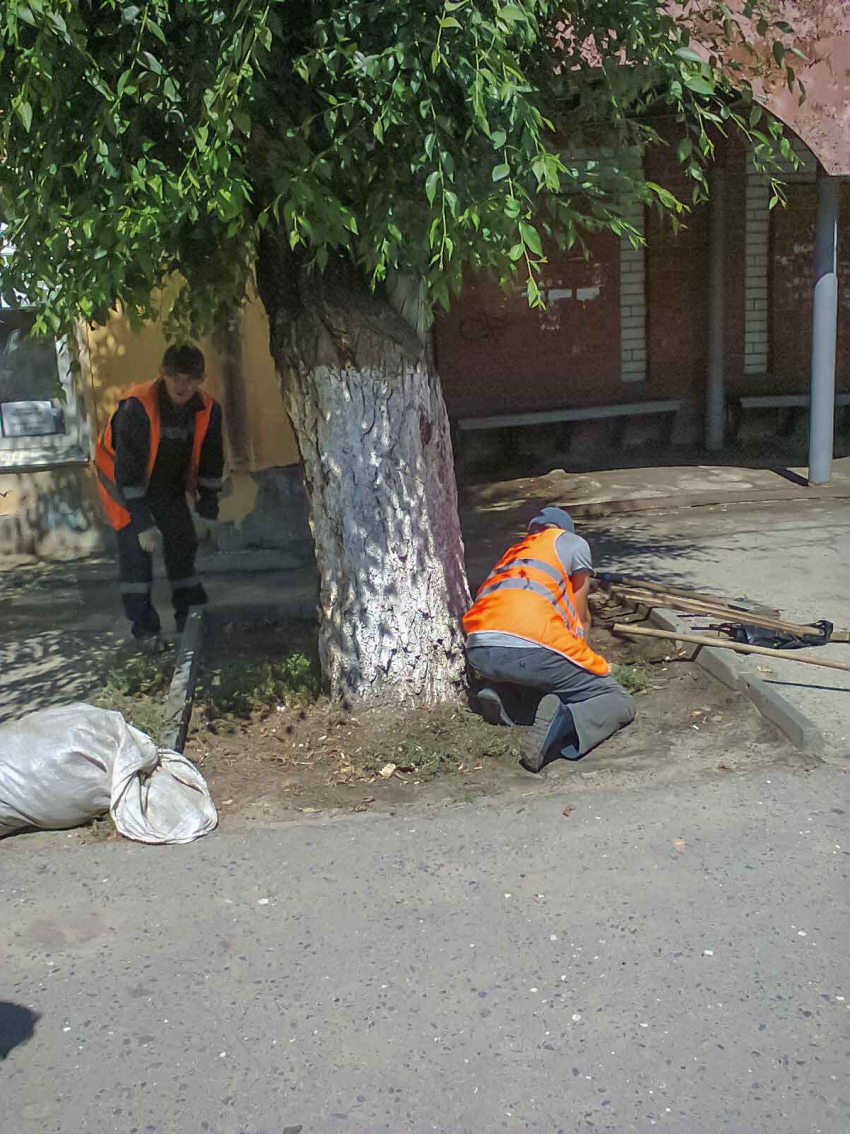 В Камышине «оранжевые жилеты» стараются облагородить «фишку» местного озеленения - вязы