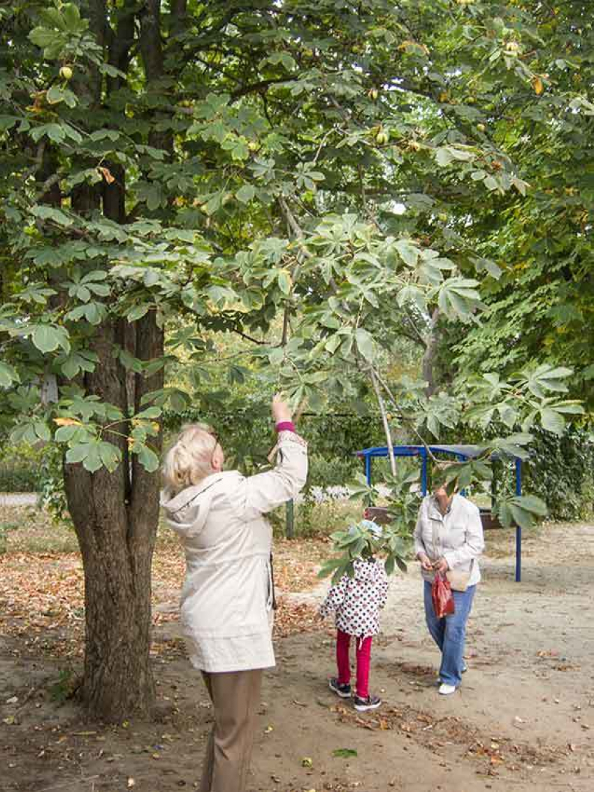 Камышане отправились в городской парк за каштанами