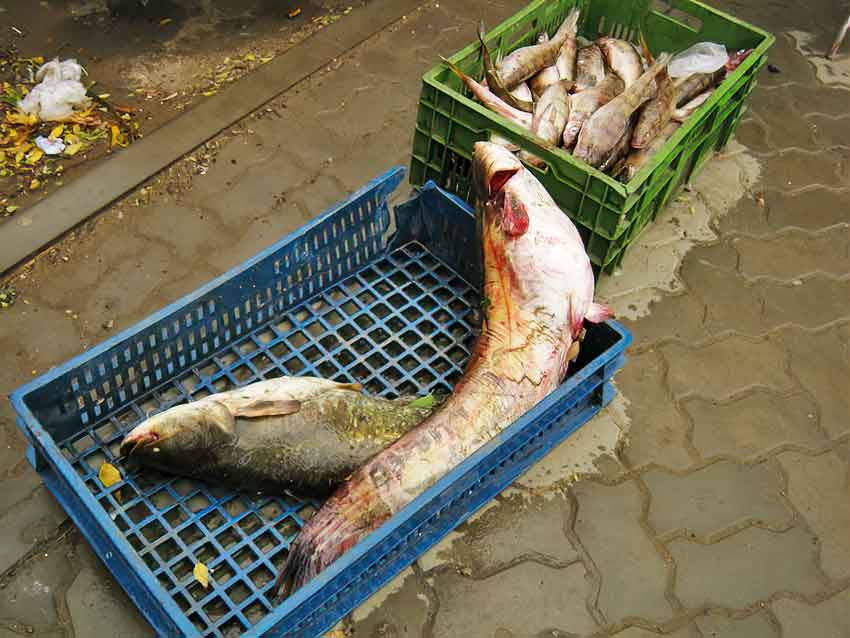 Неужели рыбу в Камышине нельзя продавать как-то иначе, чтобы не с мокрой и грязной земли? - камышанка