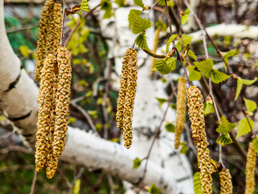 Камышанам советуют сосредоточиться на здоровье в период наступивших «березовых насморков"
