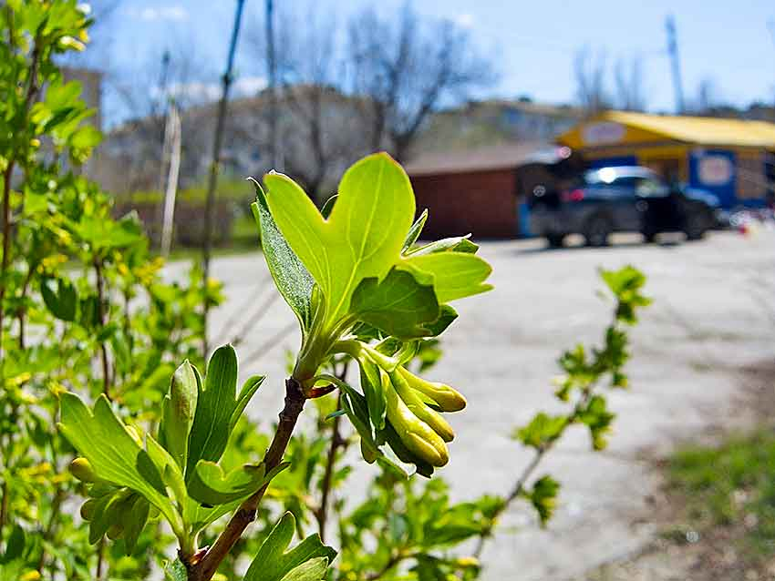 Первомайские дни порадуют камышан теплом и солнцем