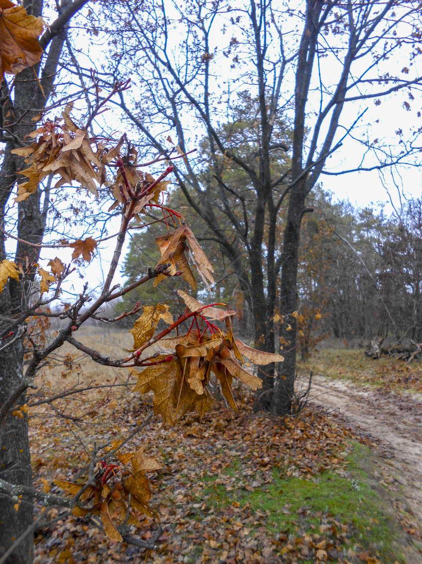Маленький «плюс", но ледяной ветер: погода в Камышине 19 декабря