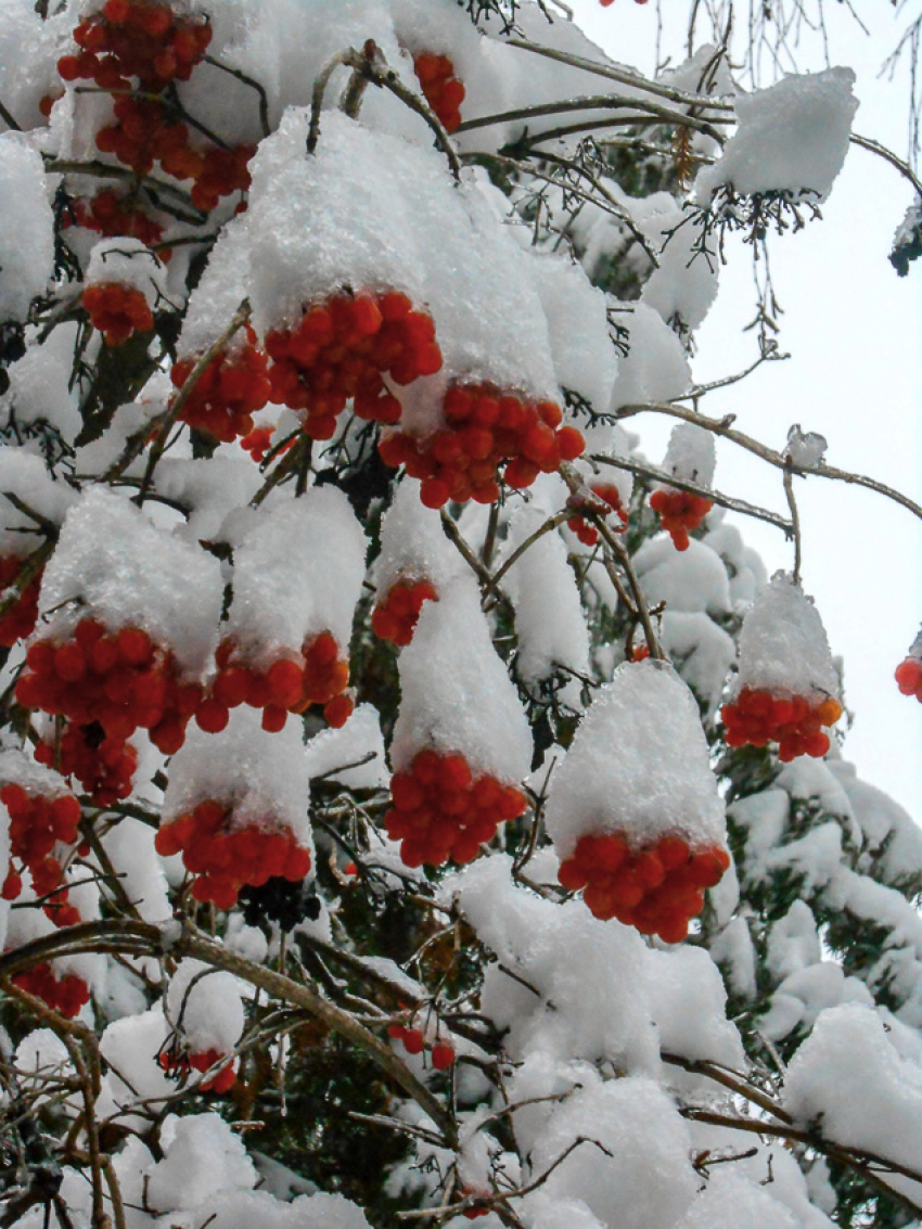 В Камышине в течение сегодняшнего дня, 12 февраля, потеплеет сразу на 12 градусов