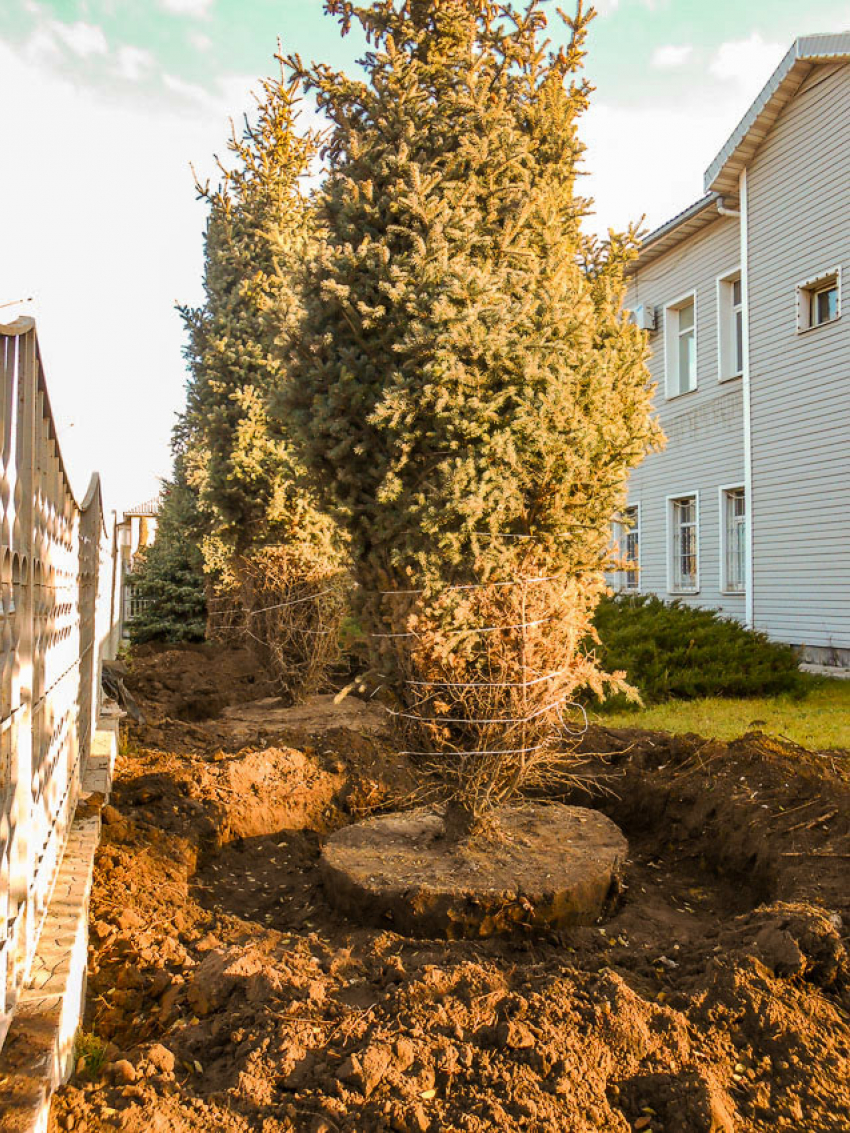 Куда хотят увезти наши елки с улицы Текстильной? - камышанка