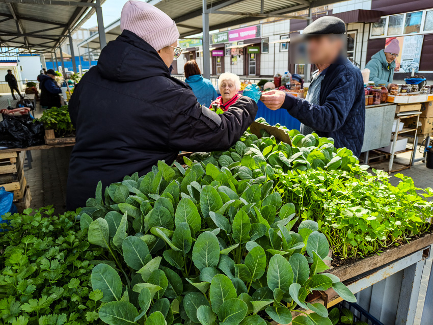 В Камышине в середине апреля начали активно торговать рассадой