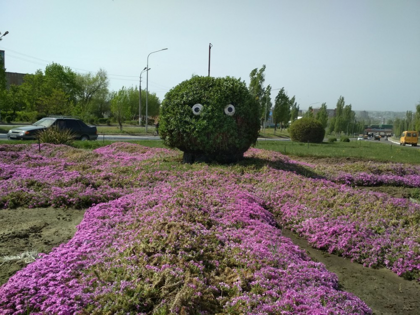 Флористическая улыбка Камышина: розовый «осьминог» все толще и добрее