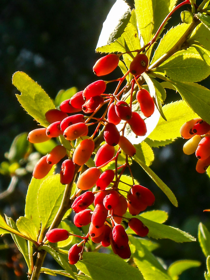 Свежо и немного дождливо: погода в Камышине 15 августа