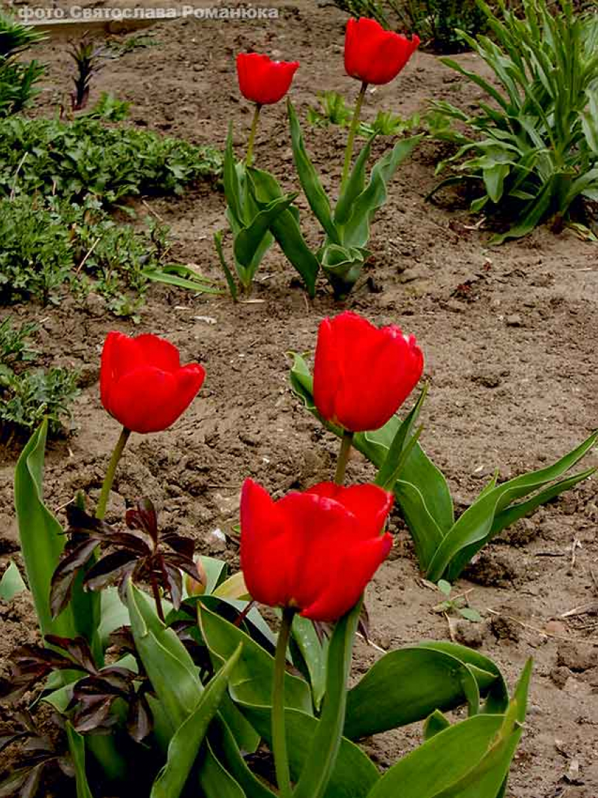 В Камышине на Пасху распустились тюльпаны