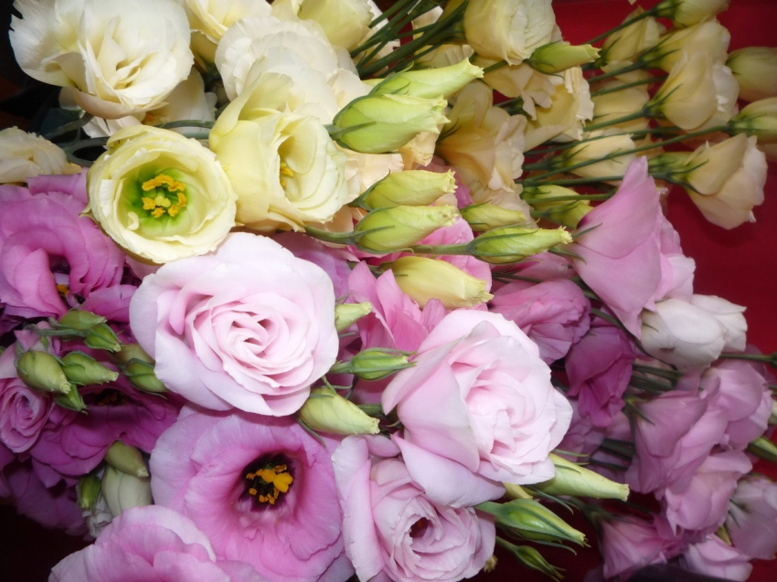 Салон-магазин цветов - подарите ароматный праздник вашим любимым