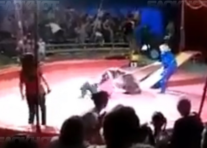 В соседнем с Камышинским Ольховском районе цирковой медведь кинулся на дрессировщика (видео)