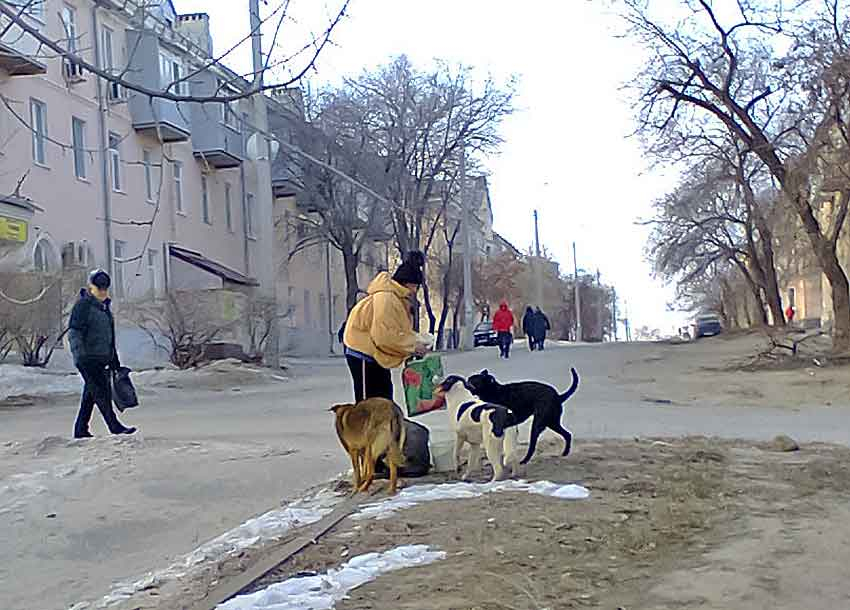 Если подкармливать бездомных собак, то они так и будут опасно сбиваться в стаи, - камышанка