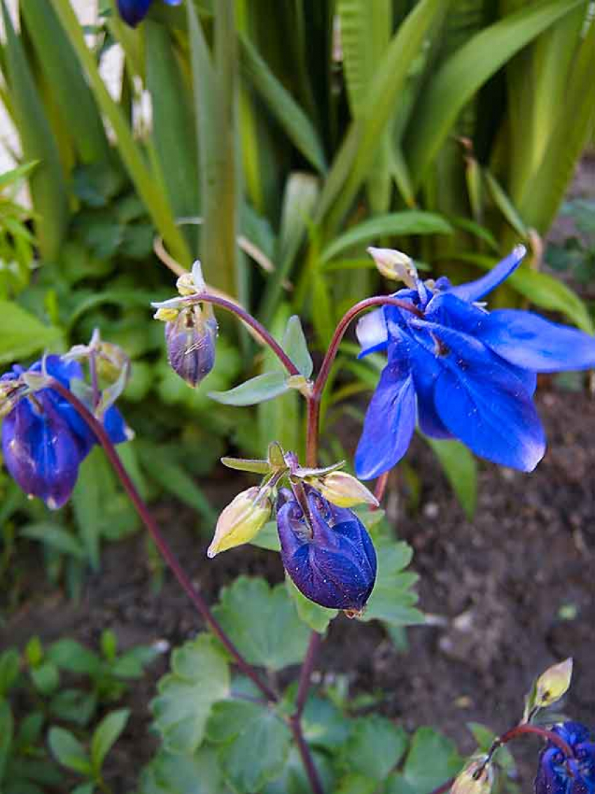 Дождь  в сегодняшнюю среду намерен «перевыполнять» свой майский план по Камышину