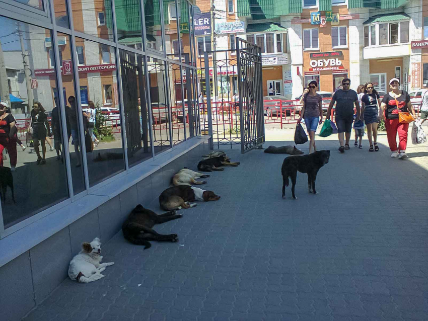 В соседнем с Камышинским - Дубовском районе с администрации взыскали 80 тысяч за укус бродячей  собаки
