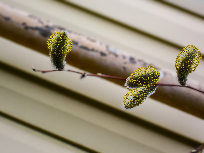 Южный ветерок гарантирует отличную погоду в Камышине сегодня, 3 апреля