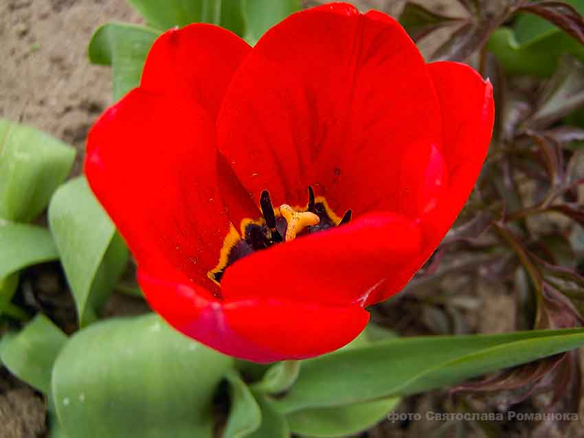 Южный ветер принесет в Камышин 20 градусов тепла