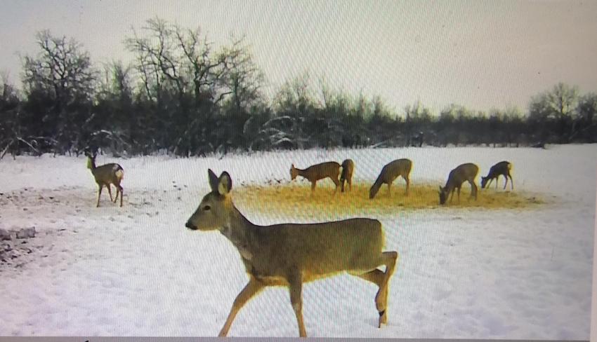 В Камышинском районе в полувольных условиях разводят фазанов, куропаток, благородных и пятнистых оленей, косуль