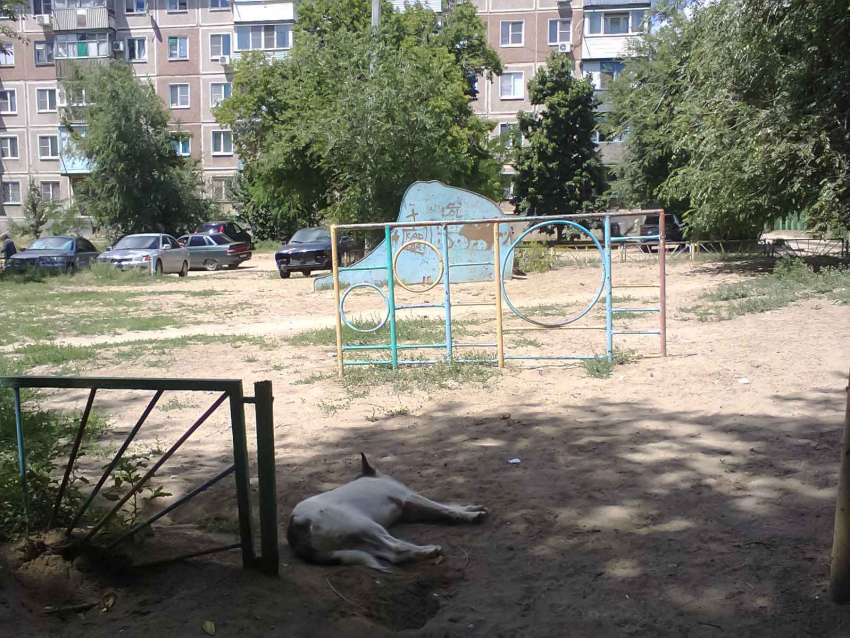 «Люди дороже, чем животные»: жители Волгоградской области рассказали про нападения уличных собак 