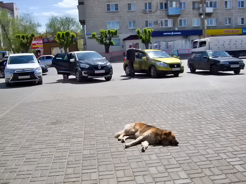 Администрация Камышина нашла в бюджете миллион рублей на весенний отлов бродячих псов