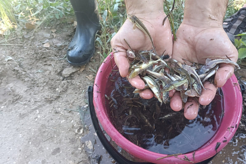 Молодь осетра и стерляди миллионами выпускают в водоемы Волгоградской области
