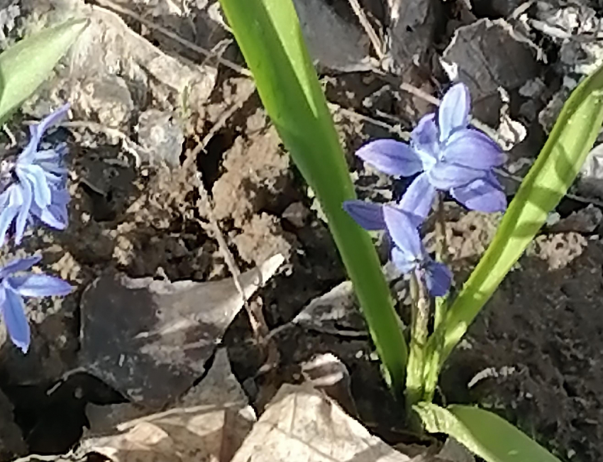 Солнечная свежесть: погода в Камышине 3 апреля