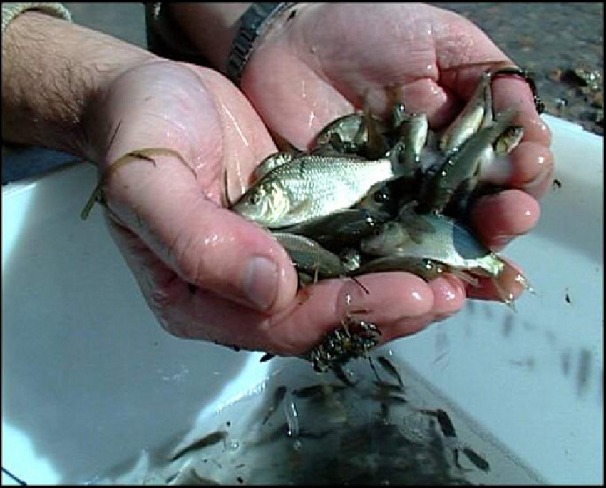 14 с половиной миллионов мальков сазана и толстолобика выпустили в водоемы Волгоградской области