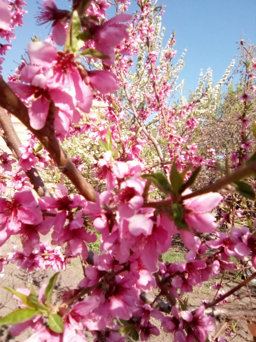 Природа дарит камышанам замечательный цветущий понедельник и +24, но зонты надо держать наготове
