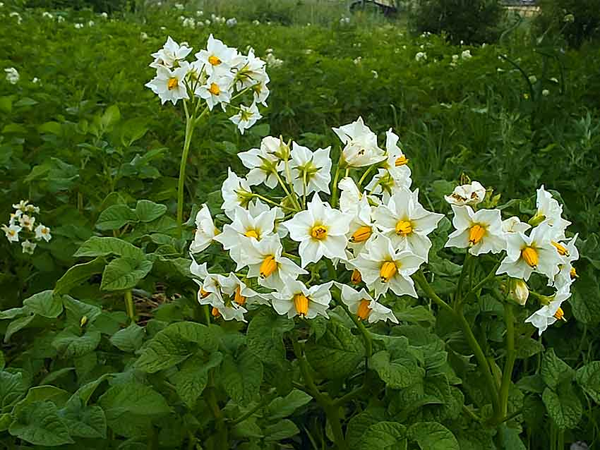 Огородники Волгоградской области дружно поддерживают тренд на картофельный «клин» на своих сотках