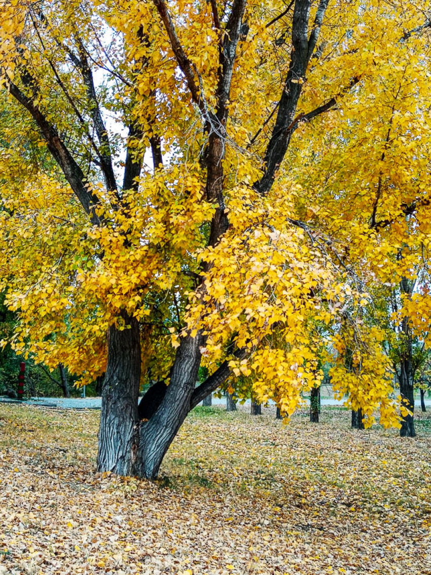 Природа пока не отказывает в солнечных днях камышанам