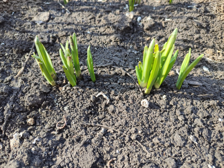 Теплый солнечный день обещают синоптики камышанам 13 марта