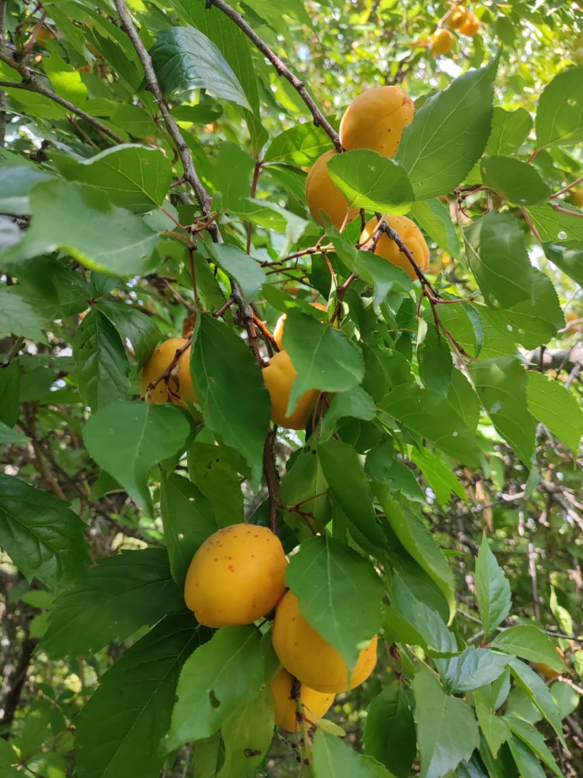 Сегодня - 6-балльная магнитная буря, завтра - гроза: погода в Камышине на 23-24 июля