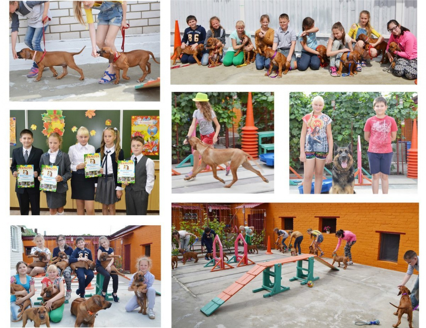 Оригинальные услуги предлагает камышанам и их четвероногим питомцам студия «Любимчик"