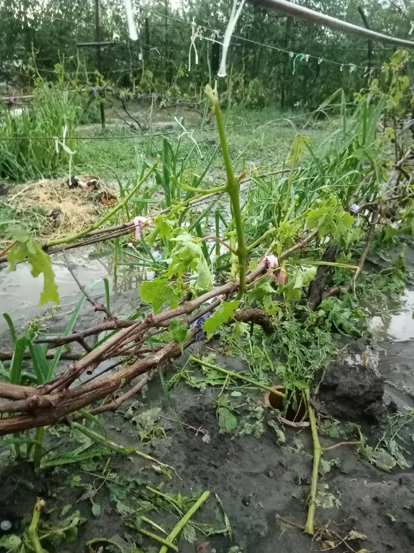 Рядом с Камышинским районом, в Котово, градом побило огороды